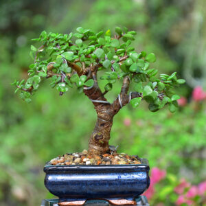 Jade Bonsai Tree Broom Style