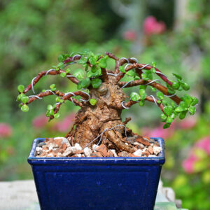 Jade Bonsai (Broom Style)