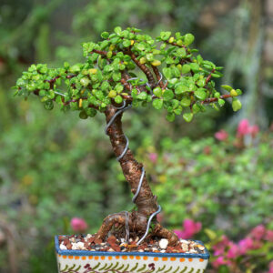 Jade Bonsai Tree Broom Style