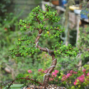 Jade Bonsai (Informal Upright)