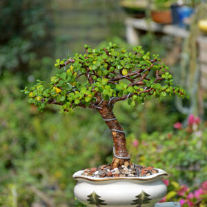 Jade Bonsai (Broom Style)