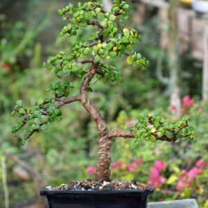 Jade Bonsai Tree (Informal Upright Style)