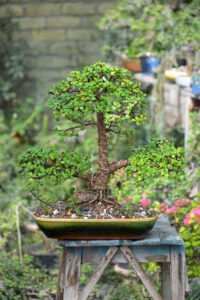 Jade Bonsai (Informal Upright)