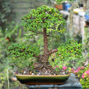 Jade Bonsai (Informal Upright)