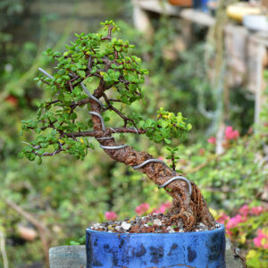 Jade Bonsai (Slanting Style)