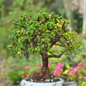 Jade Bonsai Tree (Broom Style)