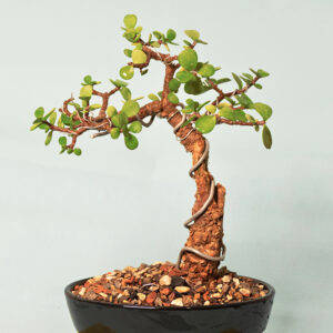 bonsai pakistan, bonsai tree pakistan, buy bonsai pakistan, bonsai for sale pakistan, jade bonsai pakistan, bonsai karachi, bonsai lahore, bonsai shop pakistan, indoor bonsai pakistan, bonsai price pakistan