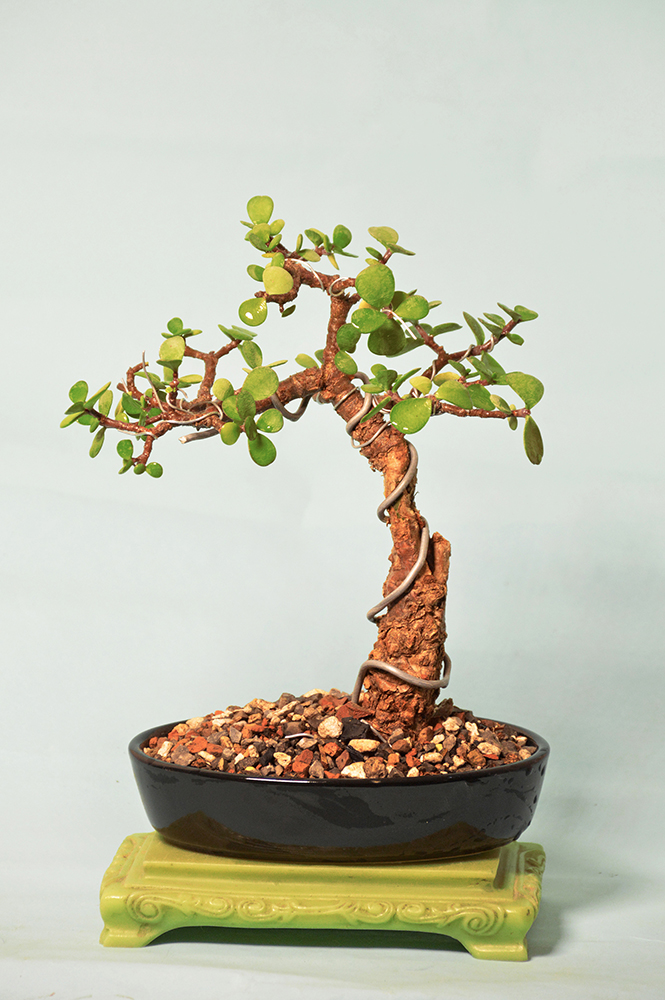 Cork Bark Jade Bonsai