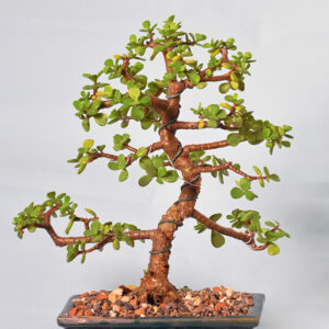 Jade Bonsai (Informatl Upright)