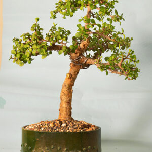 bonsai pakistan, bonsai tree pakistan, buy bonsai pakistan, bonsai plants pakistan, bonsai for sale pakistan, online bonsai pakistan, cheap bonsai pakistan, bonsai price pakistan, indoor bonsai pakistan, outdoor bonsai pakistan, mini bonsai pakistan, jade bonsai pakistan, ficus bonsai pakistan, juniper bonsai pakistan, adenium bonsai pakistan, bonsai shop pakistan, bonsai nursery pakistan, bonsai karachi, bonsai lahore, bonsai islamabad, bonsai care pakistan, how to grow bonsai pakistan, bonsai soil pakistan, bonsai tools pakistan, bonsai pots pakistan, bonsai training pakistan, bonsai beginners pakistan, bonsai gardening pakistan, home bonsai pakistan, decorative plants pakistan, indoor plants pakistan, plant shop pakistan, gardening pakistan, bonsai delivery pakistan, buy plants online pakistan, small plants pakistan, gift bonsai pakistan, bonsai gift pakistan, best bonsai pakistan, bonsai collection Pakistan, jade bonsai Pakistan, jade bonsai