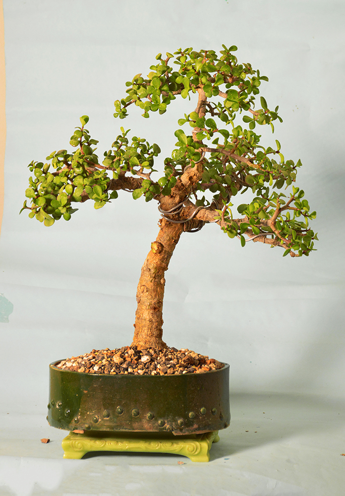 Jade Bonsai