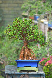 Jade Bonsai (