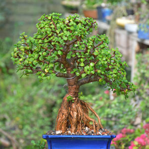 Jade Bonsai (