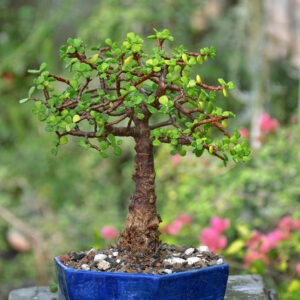 Jade Bonsai (Broom Style)