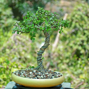 Bonsai tree onine in pakistan
