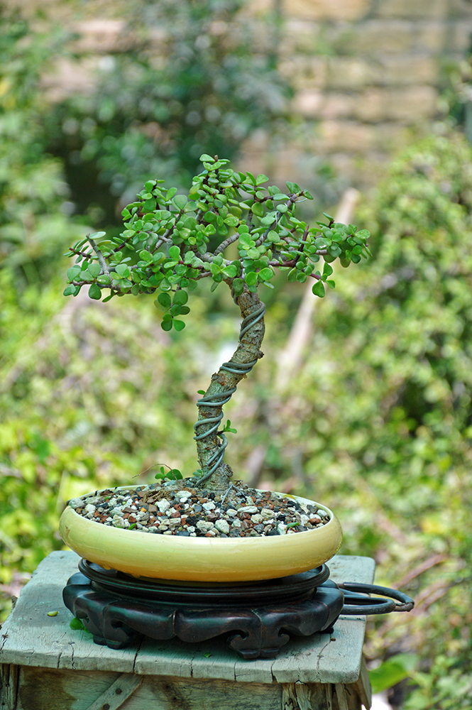 Jade Bonsai Tree (Broom Style)