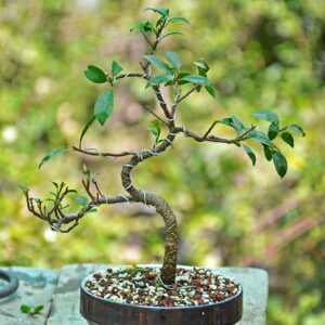 Ficus Tiger Bark Bonsai (Informal Upright)