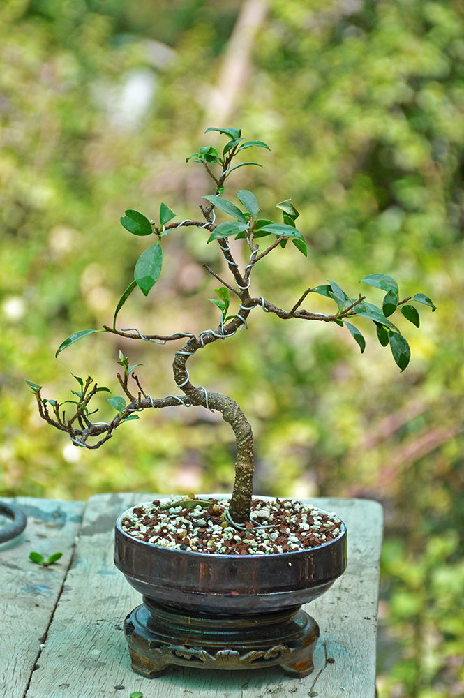 Ficus Tiger Bark Bonsai (Informal Upright)
