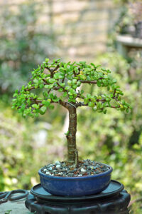 Jade Bonsai Tree (Broom Style)