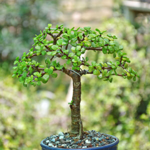 Bonsai tree