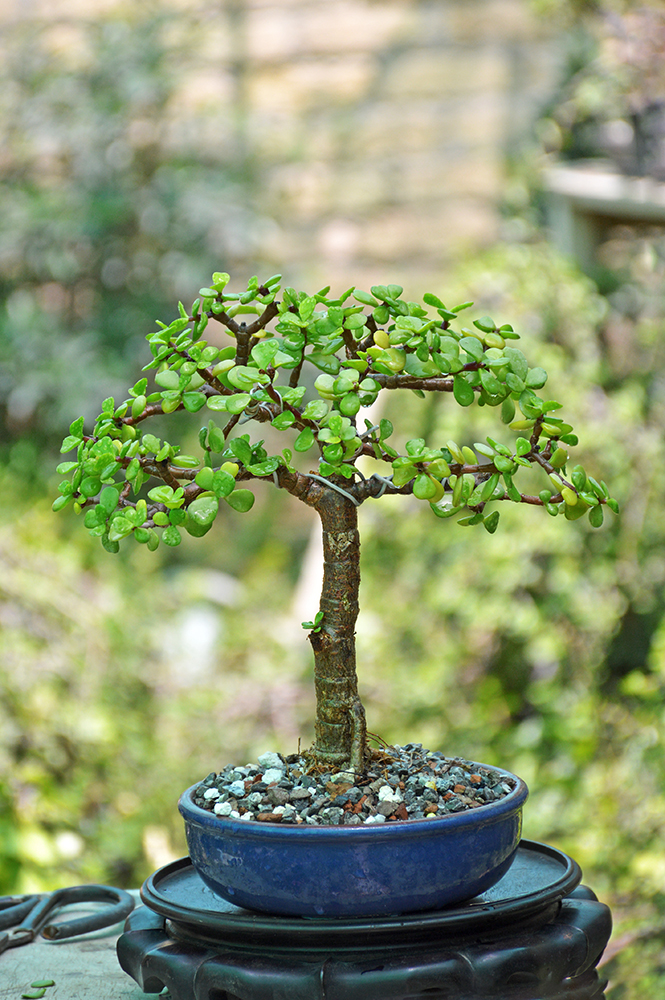 Jade Bonsai Tree (Broom Style)