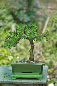 Jade Bonsai Tree (Broom Style)