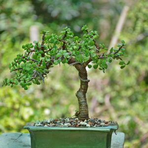 bonsai in pakistan