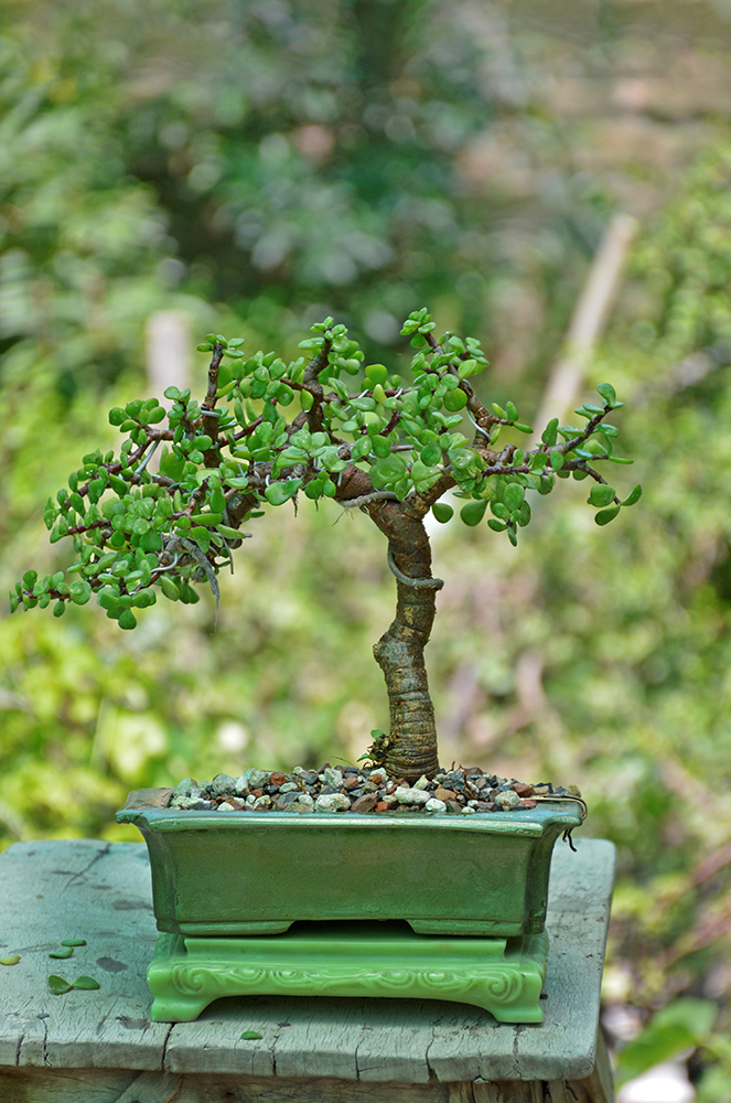 Jade Bonsai Tree (Broom Style)