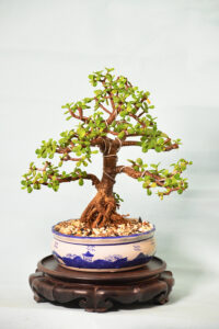 Jade Bonsai Tree (Informal Upright)