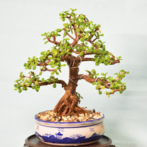 Jade Bonsai Tree (Informal Upright)