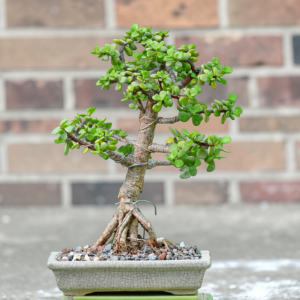 bonsai pakistan, bonsai tree pakistan, buy bonsai pakistan, bonsai plants pakistan, bonsai for sale pakistan, online bonsai pakistan, cheap bonsai pakistan, bonsai price pakistan, indoor bonsai pakistan, outdoor bonsai pakistan, mini bonsai pakistan, jade bonsai pakistan, ficus bonsai pakistan, juniper bonsai pakistan, adenium bonsai pakistan, bonsai shop pakistan, bonsai nursery pakistan, bonsai karachi, bonsai lahore, bonsai islamabad, bonsai care pakistan, how to grow bonsai pakistan, bonsai soil pakistan, bonsai tools pakistan, bonsai pots pakistan, bonsai training pakistan, bonsai beginners pakistan, bonsai gardening pakistan, home bonsai pakistan, decorative plants pakistan, indoor plants pakistan, plant shop pakistan, gardening pakistan, bonsai delivery pakistan, buy plants online pakistan, small plants pakistan, gift bonsai pakistan, bonsai gift pakistan, best bonsai pakistan, bonsai collection Pakistan, jade bonsai Pakistan, jade bonsai