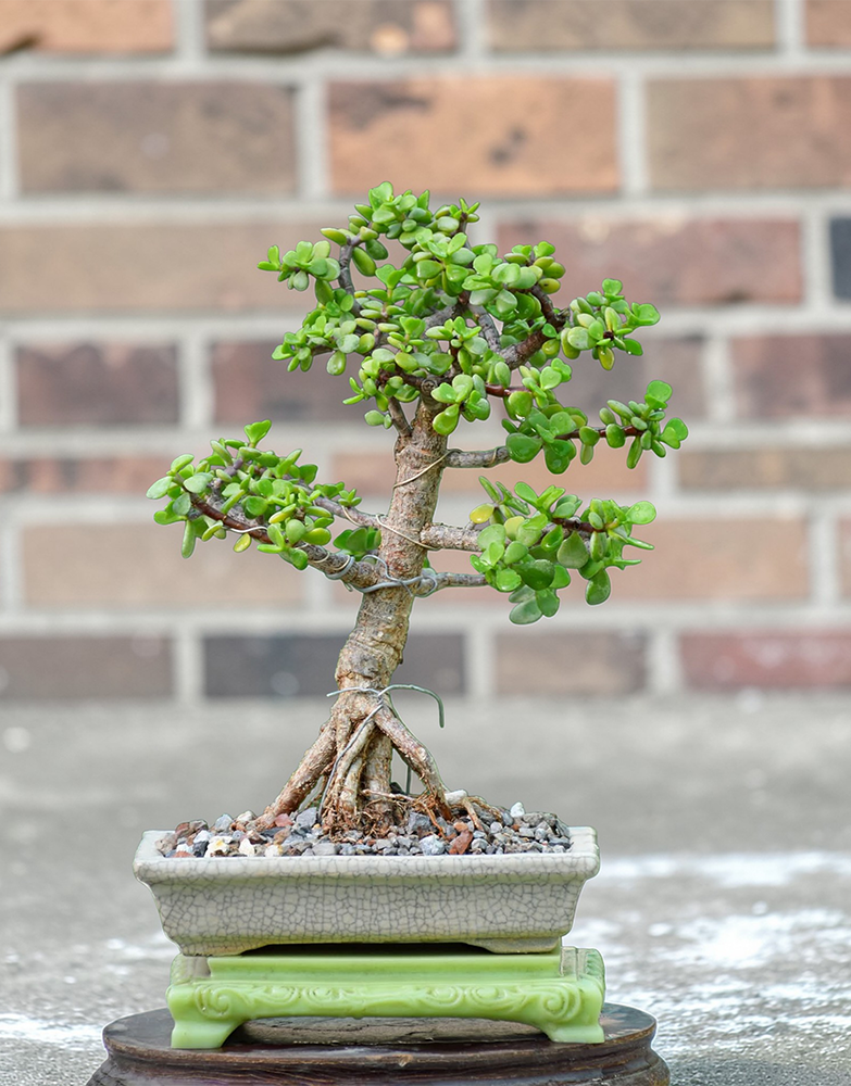 Jade Bonsai Tree (Formal Upright)