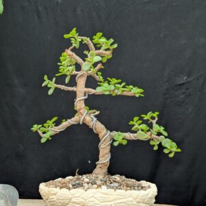 Jade Bonsai Tree (Informal Upright Style)