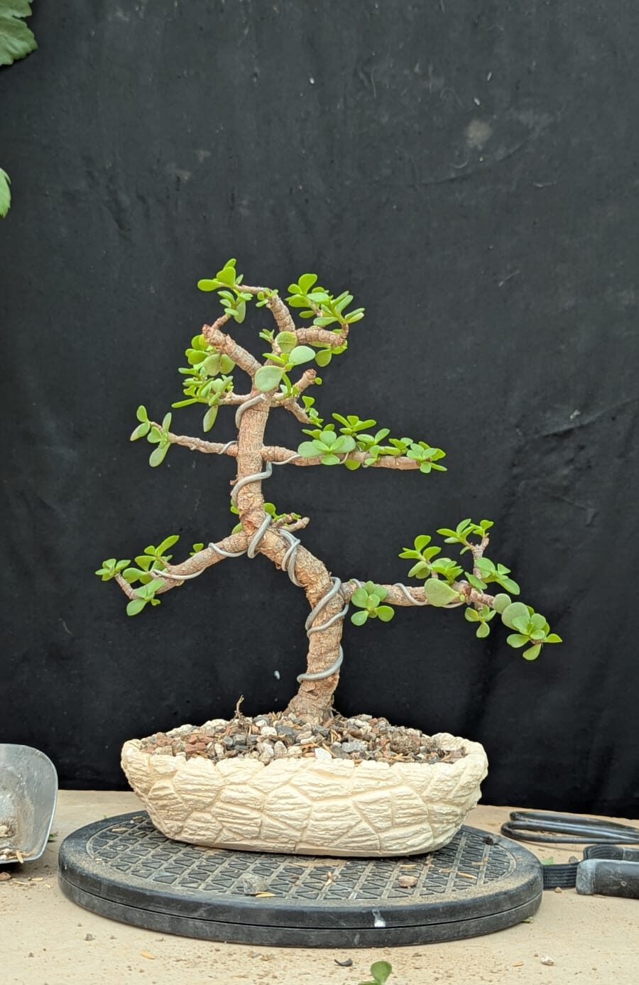 Jade Bonsai Tree (Informal Upright Style)